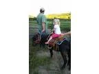 Mini Cart Harness