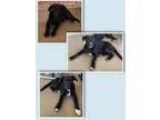 Adopt Labrador Retreiver Puppies (Sherburne NY) a Labrador Retri