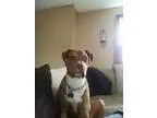 Adopt Dallas a RedGoldenOrangeCh estnut - with White American Pi