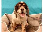 Adopt Fondue a Cocker Spaniel
