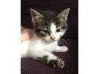 Adopt Princess Leia a Brown Tabby Manx  Mixed (short coat) cat i