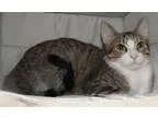 Adopt Oliver 6 months male clik4pics a Domestic Shorthair  Mixed