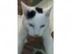 Adopt Hayes a Domestic Short Hair