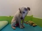 Adopt Sasha a Australian Cattle Dog (Blue Heeler)