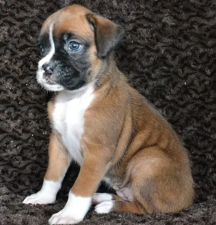 Cute adorable Brindle and Fawn Boxer puppies for sale