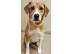 Adopt Bess (Oswego) a Beagle