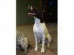 Adopt Buzz Adoption Pending a German Shorthaired Pointer