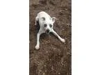 Jordan - Male Labrador RetrieverDachshund Mix