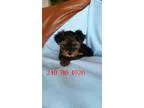 Sddefr akc male yorkshire terrier quotyorkie