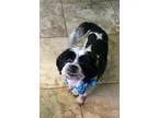 Adopt Minnie a Lhasa Apso