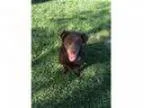 Adopt Battersby - Adoption Pending a Chocolate Labrador Retrieve