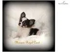 AKC Tiny Tim