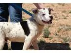 Adopt SPOTTIE a Dalmatian Pit Bull Terrier