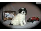 Portuguese Water Dog Fun Loving Manny