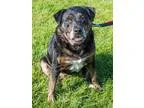 Adopt Ruthie a Black - with Brown Red Golden Orange or Chestnut 
