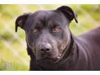 Adopt Bobo a BrownChocolate Rottweiler  Labrador Retriever  Mixe