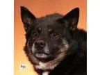 Adopt Zeus a Norwegian Elkhound