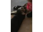 Adopt Bullet a German Shepherd Dog