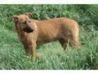 Adopt Shye a German Shepherd Dog