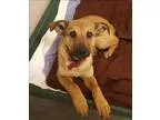 Adopt Annie Oakley a German Shepherd Dog  Mixed dog in Neosho MO