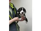 Adopt Johnny - in Maine a Boxer