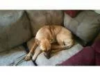 Adopt Brandy a German Shepherd Dog