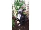 Adopt Tagalong a Pit Bull Terrier