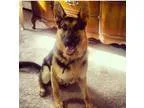 Adopt Titan a German Shepherd Dog
