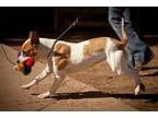Adopt Swayze a Pit Bull Terrier