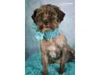 Adopt Iris a Schnauzer Poodle