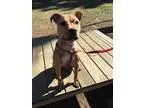 Adopt Willow(15 lb) Great Family Pet a BrownChocolate - with Whi