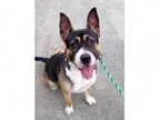 Adopt Piper a Pit Bull Terrier Welsh Corgi