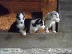 Siberian Husky Pups For Sale - (Dunn)