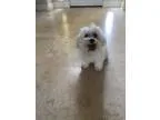 CKC SHIH-ZU PUPPIES