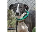 Adopt Fred a Black - with White Bobtail  Greyhound  Mixed dog in