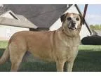Adopt Jelly Bean a TanYellowFawn Labrador Retriever  Shepherd (U