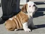 English bulldog puppies akc oo hhg