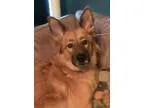 Adopt Thea a German Shepherd Dog  Mixed dog in Leesville SC (151