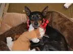 Adopt Chumley a Black - with Tan Yellow or Fawn Miniature Pinsch