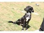 Adopt Oscar a Black - with White Dachshund  Mixed dog in Media P