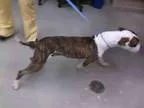 Adopt MANSON a Pit Bull Terrier  Mixed dog in Rockford IL (15244