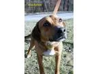 Adopt Handsome a German Shepherd Dog Hound