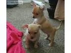 Tiny Chihuahuas