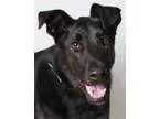 Adopt Mars a Labrador Retriever Irish Wolfhound