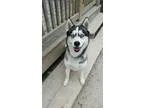 Adopt Stoli a Husky Siberian Husky