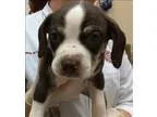 Adopt Alex a Beagle