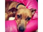 Adopt Pixie a Dachshund