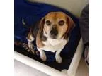 Adopt Ben--Adopted a Beagle