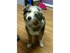 Adopt Fern a Merle Anatolian Shepherd  Mixed dog in Lisbon OH (1