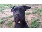 Adopt Bonnie a Pit Bull Terrier Boxer